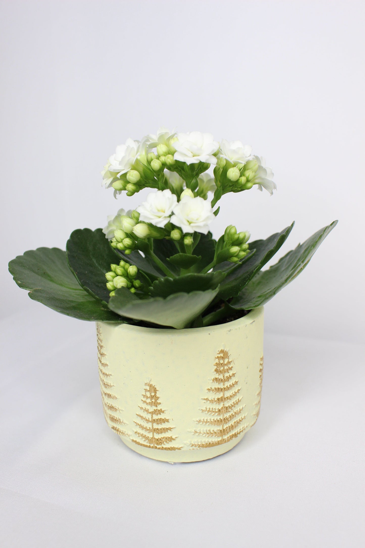 Macetero Mini Árbolito Navidad Beig