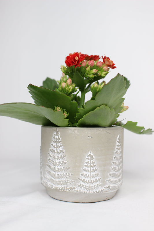 Macetero Mini Árbolito Navidad Gris