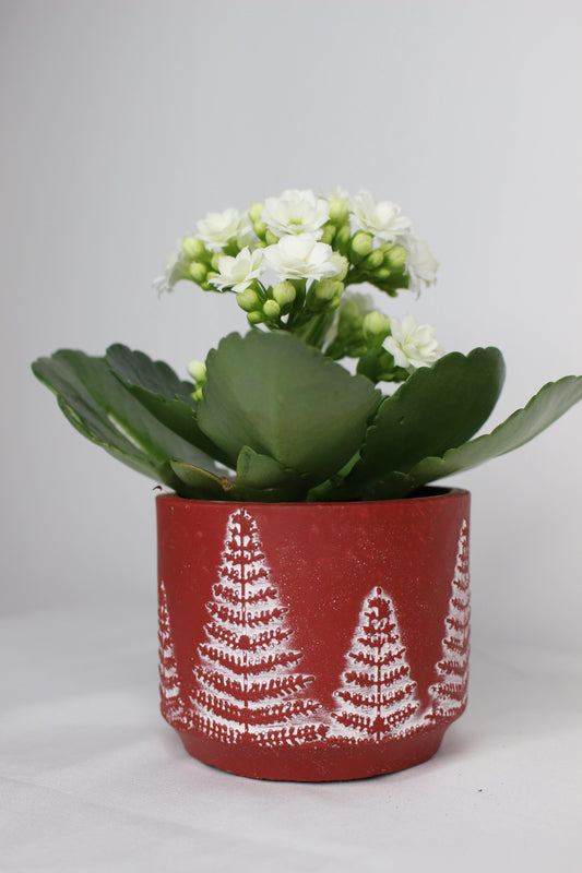 Macetero Mini Árbolito Navidad Rojo