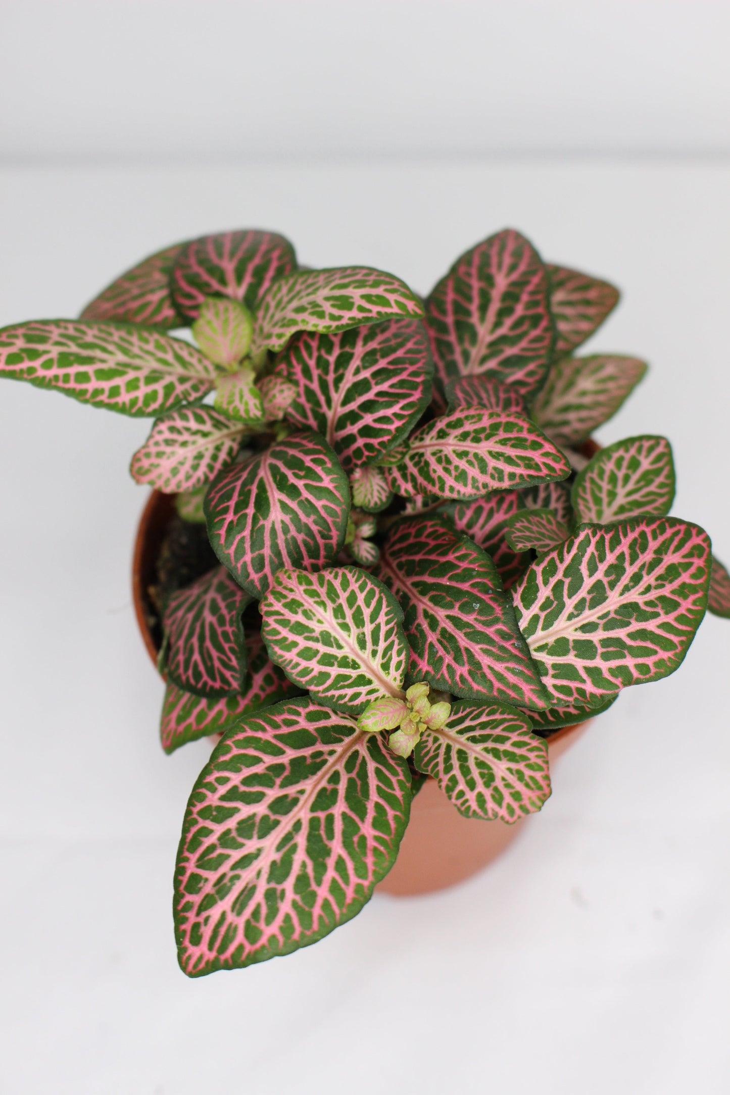 Fittonia Pink