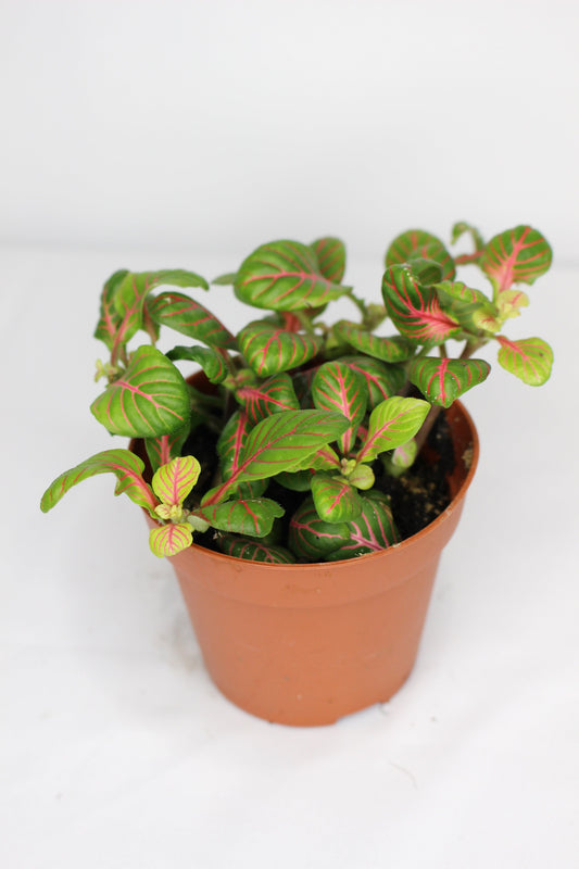 Fittonia Red Line