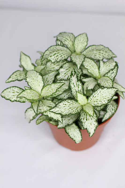 Fittonia White