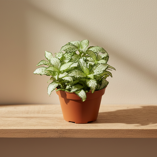 Fittonia White