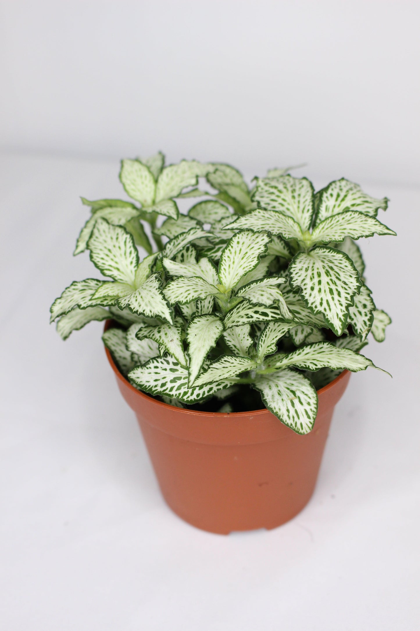 Fittonia White