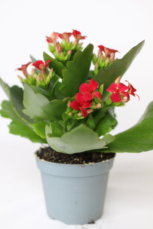 Pack Navideño Macetero Papa Noel + Planta Kalanchoe Roja