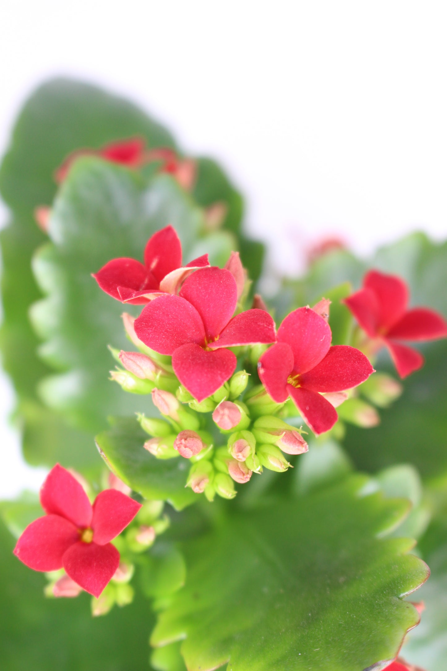 Pack Navideño Papa Noel Patas + Planta Kalanchoe Roja