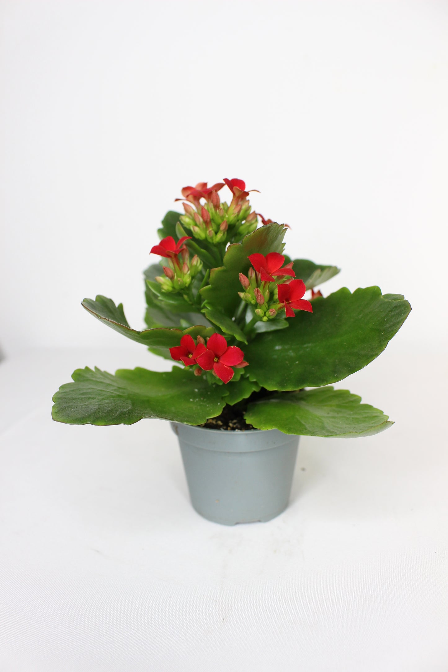 Kalanchoe Blossfeldiana Roja 6cm
