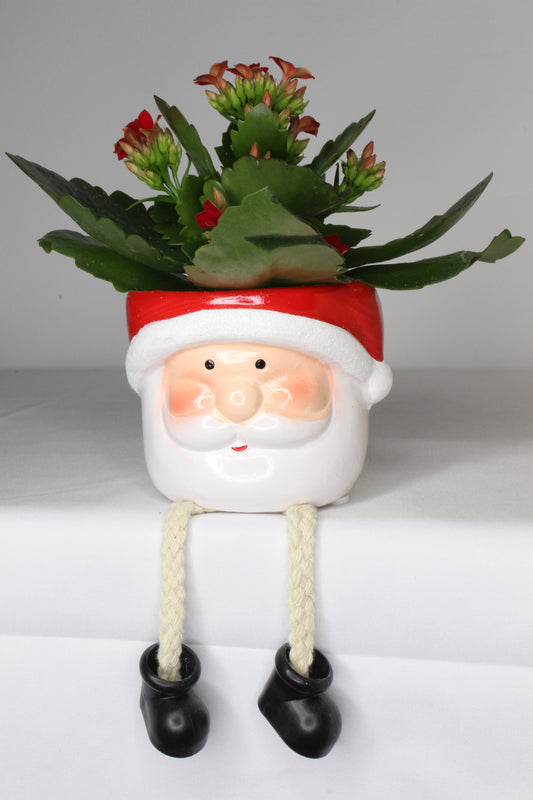 Pack Navideño Papa Noel Patas + Planta Kalanchoe Roja
