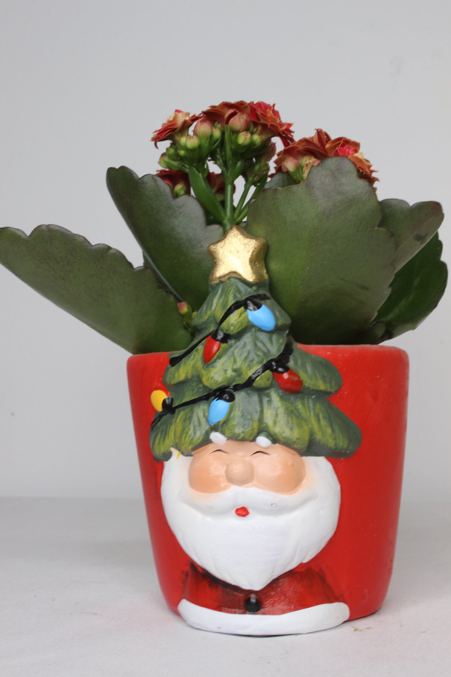 Pack Navideño Macetero Papa Noel + Planta Kalanchoe Roja