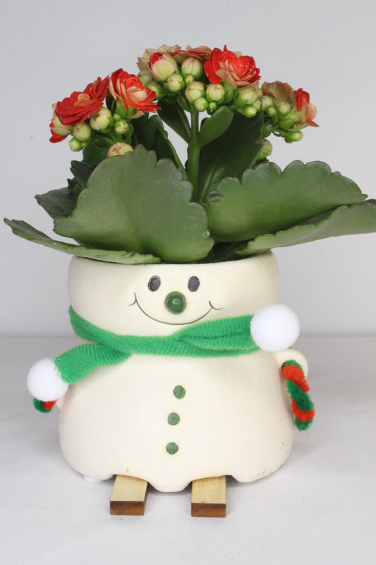 Pack Navideño Muñeco Nieve Esquí Verde + Planta Kalanchoe