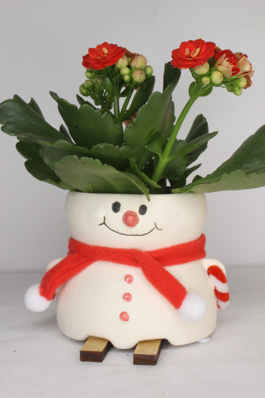 Pack Navideño Muñeco Nieve Esquí Rojo + Planta Kalanchoe