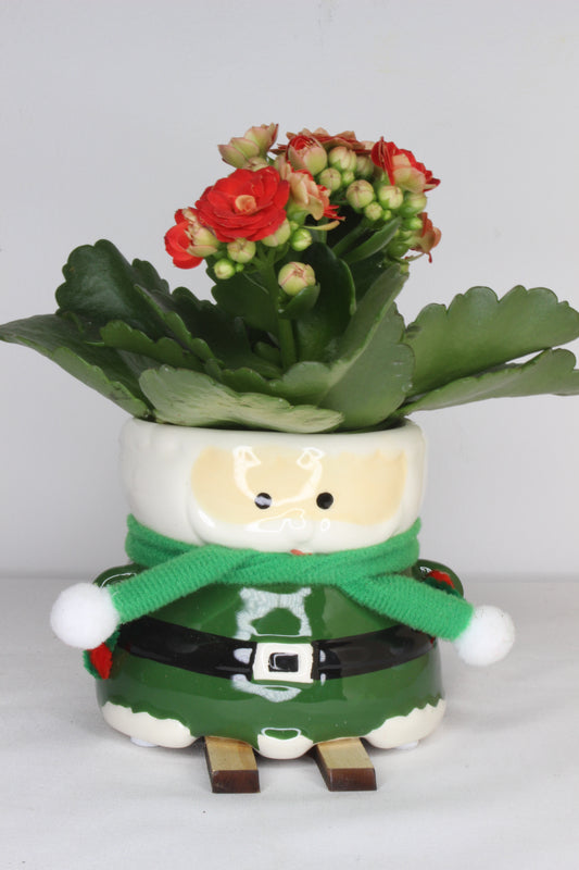 Pack Navideño Papa Noel Esquí Verde + Planta Kalanchoe