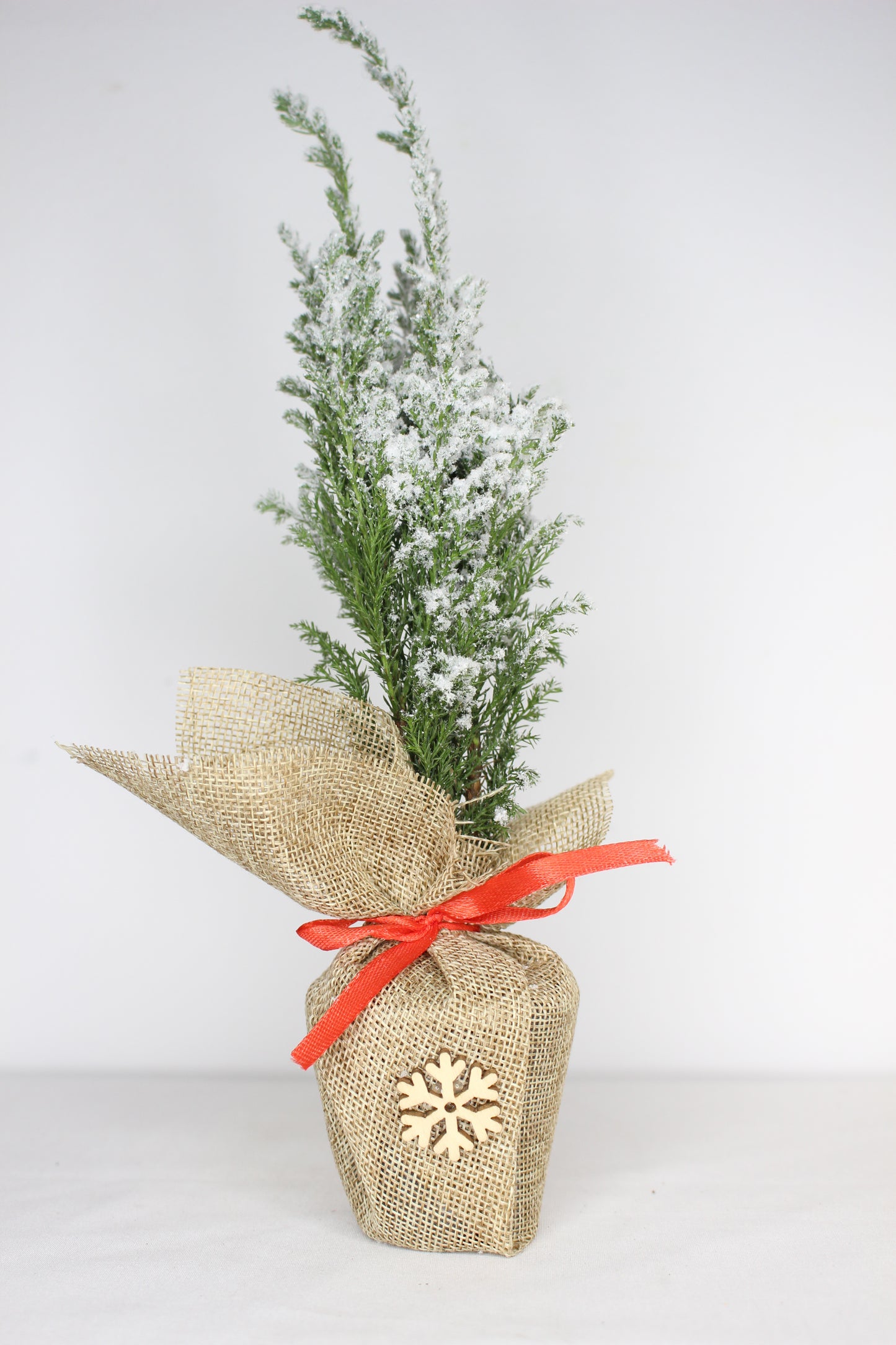 Arbolito Navidad Nevado (Chamaecyparis Ellwoodii)