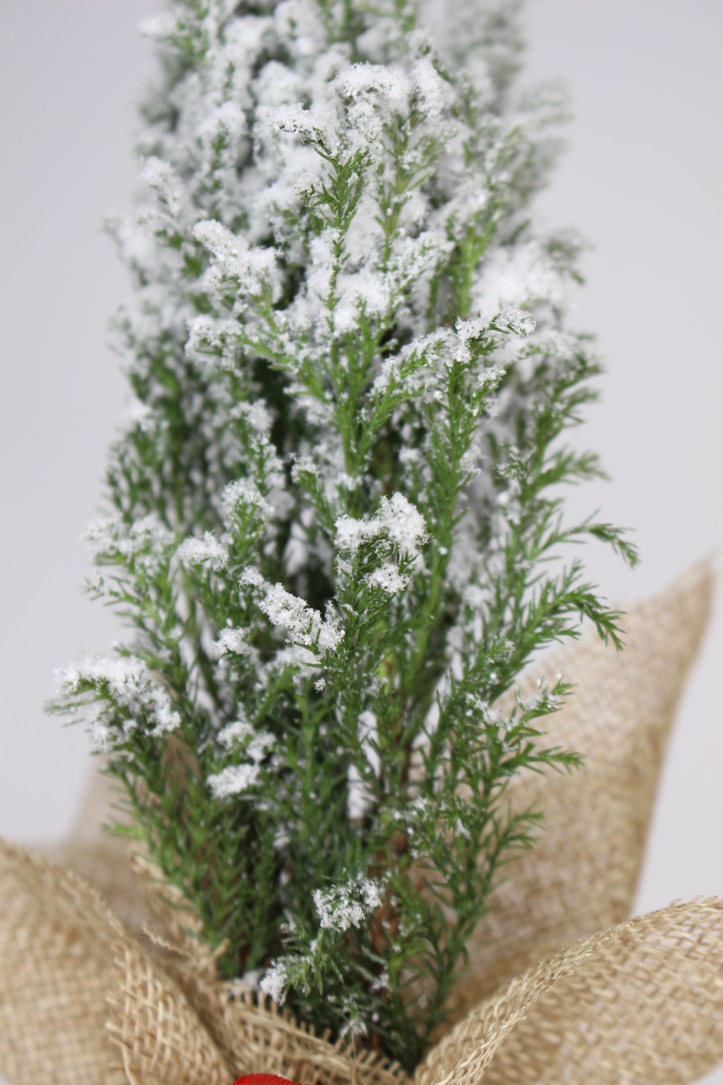 Arbolito Navidad Nevado (Chamaecyparis Ellwoodii)