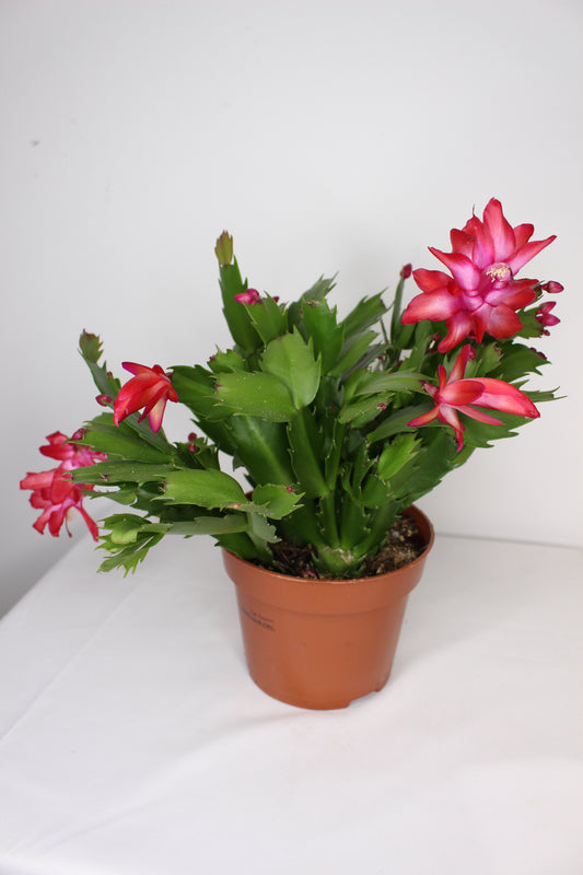 Cactus Navidad Rojo (Schlumbergera Flame)