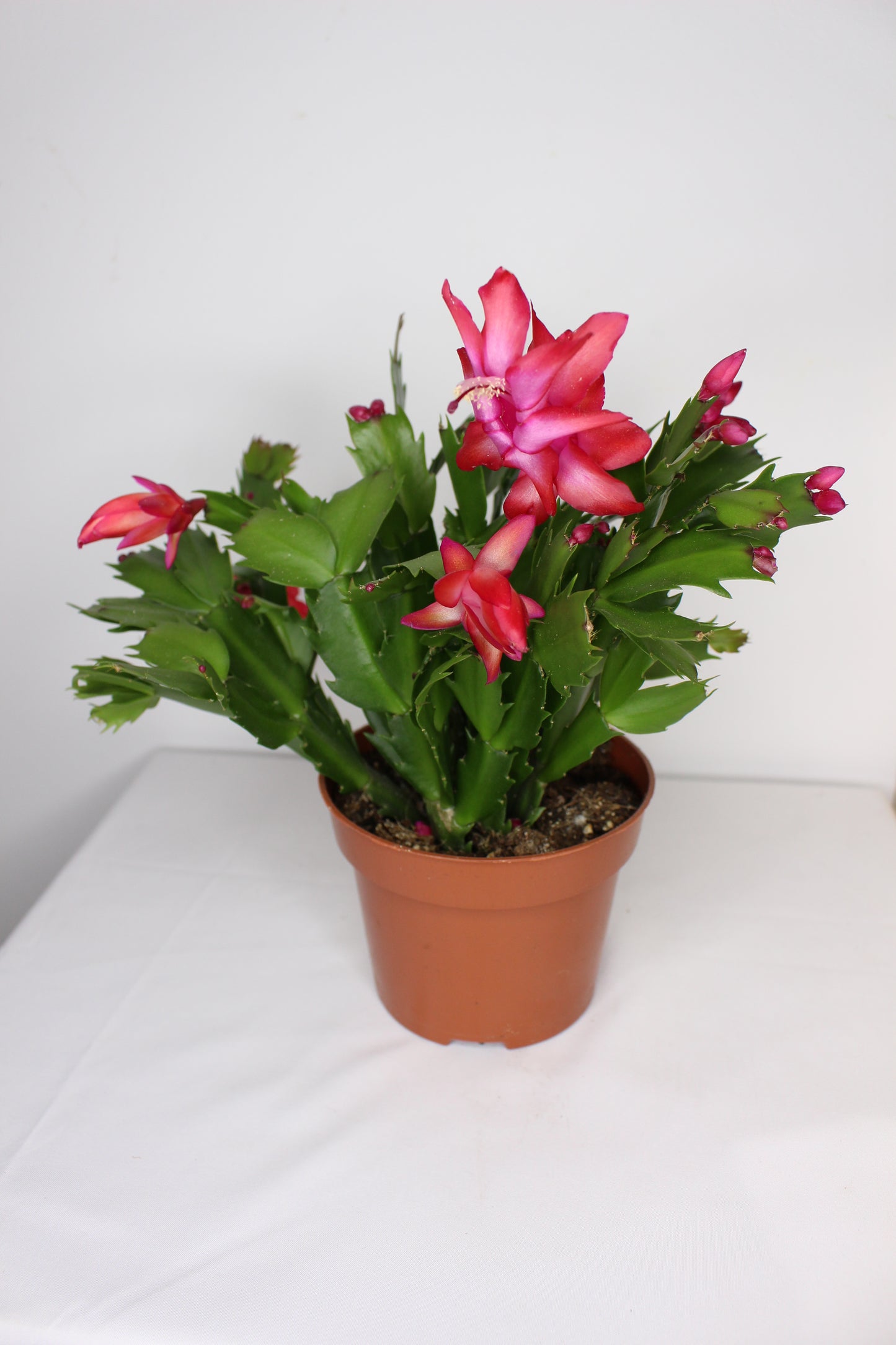Cactus Navidad Rojo (Schlumbergera Flame)