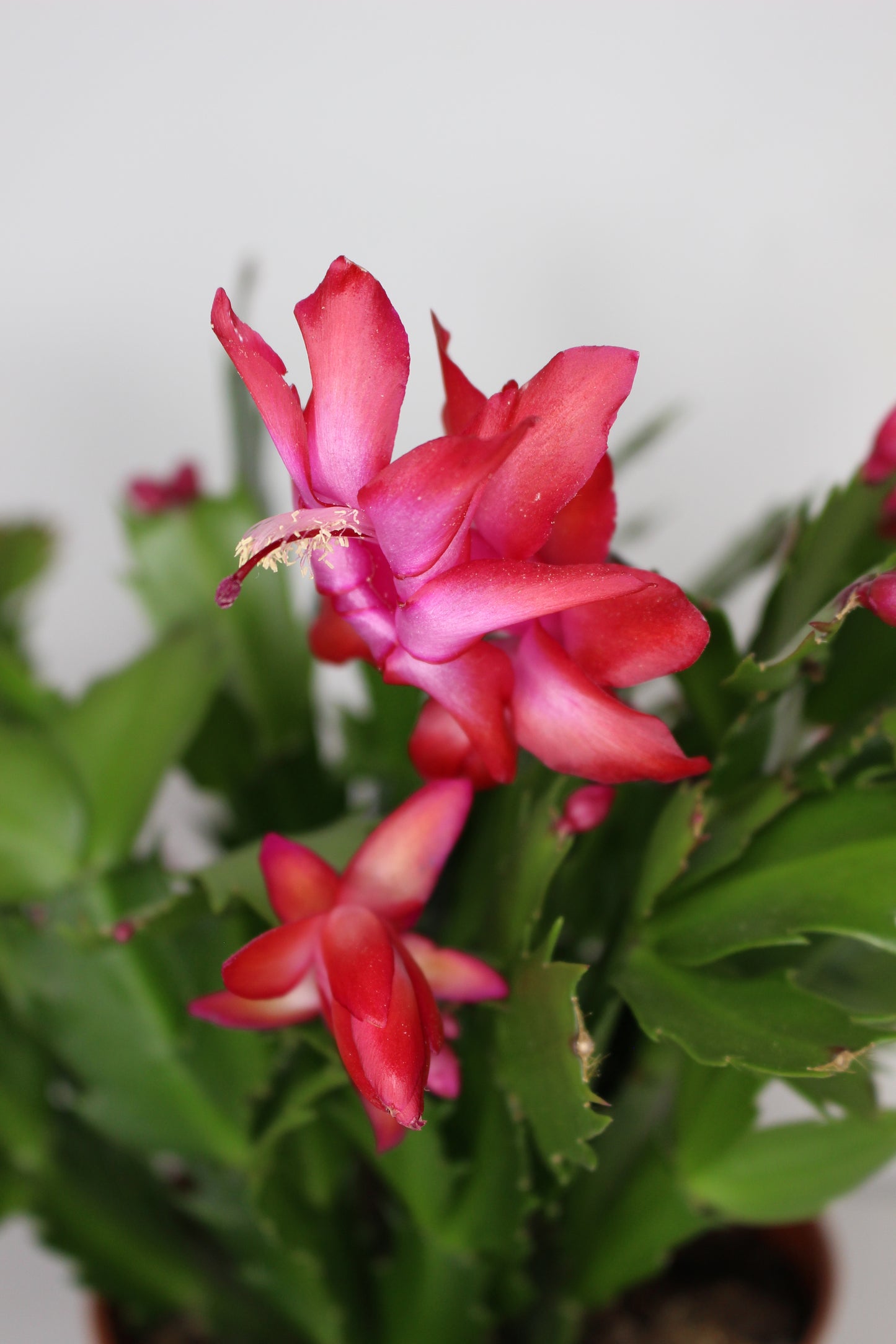 Cactus Navidad Rojo (Schlumbergera Flame)