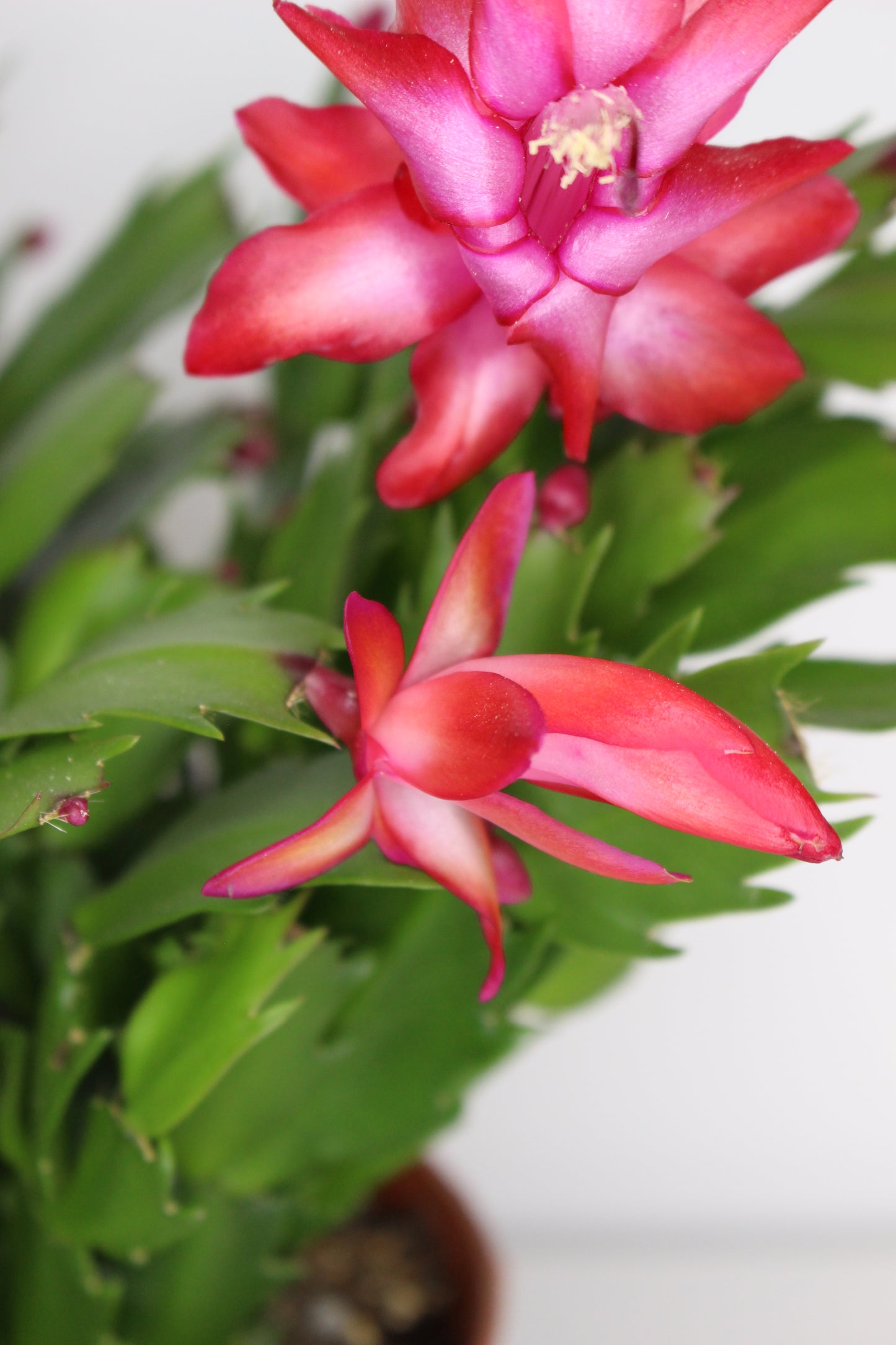 Cactus Navidad Rojo (Schlumbergera Flame)
