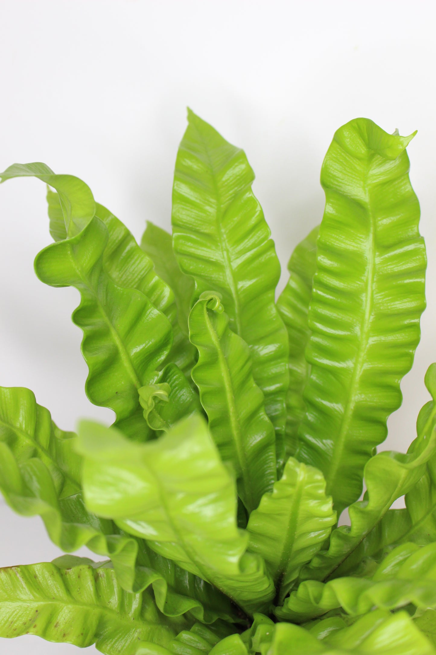 Helecho Asplenium Crispy Wave