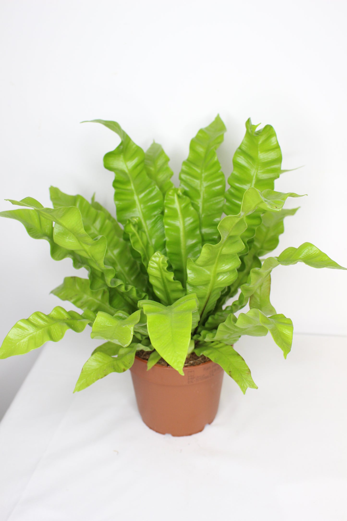 Helecho Asplenium Crispy Wave