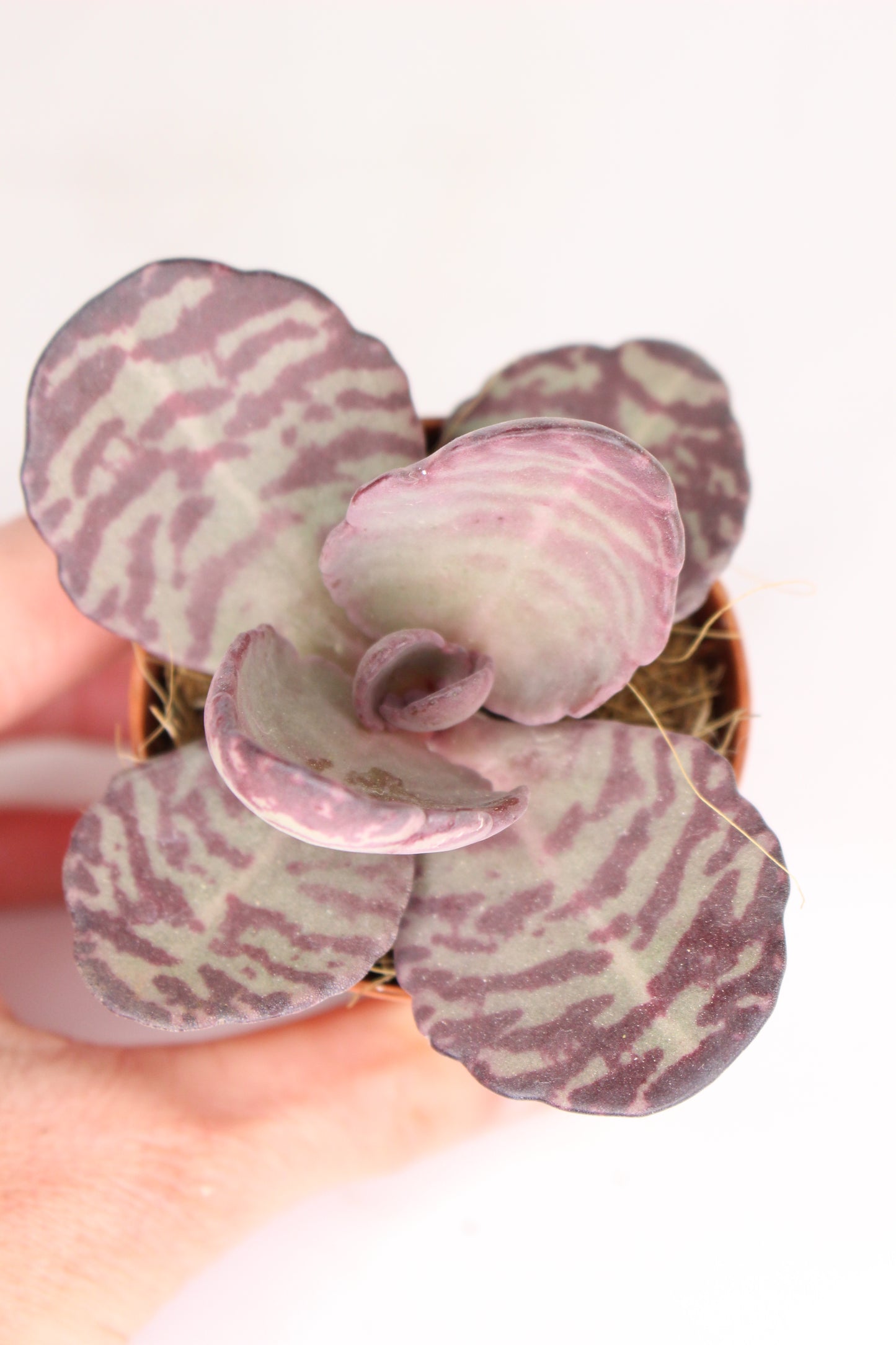 Kalanchoe humilis zebra