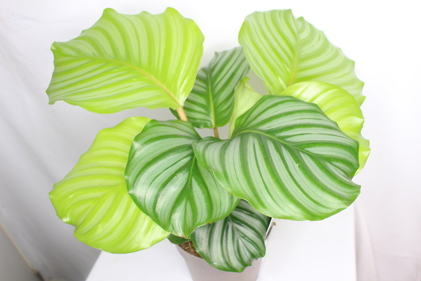 Calathea Orbifolia
