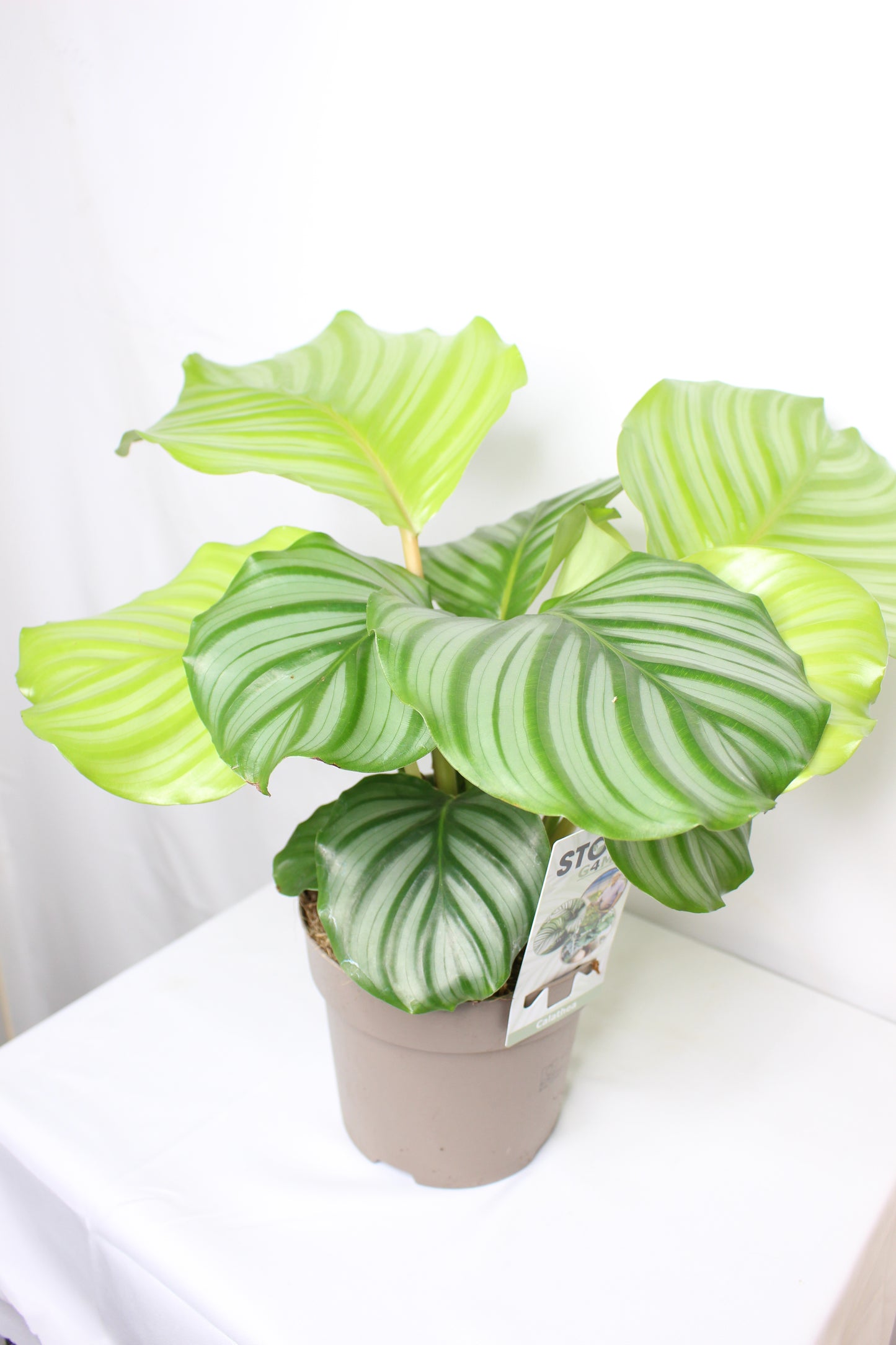 Calathea Orbifolia
