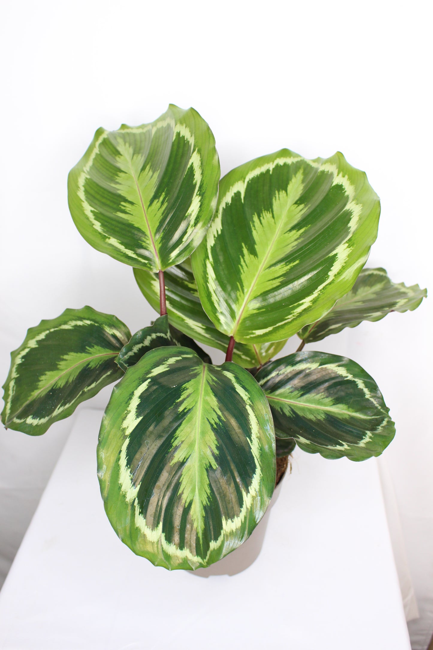 Calathea Medallion