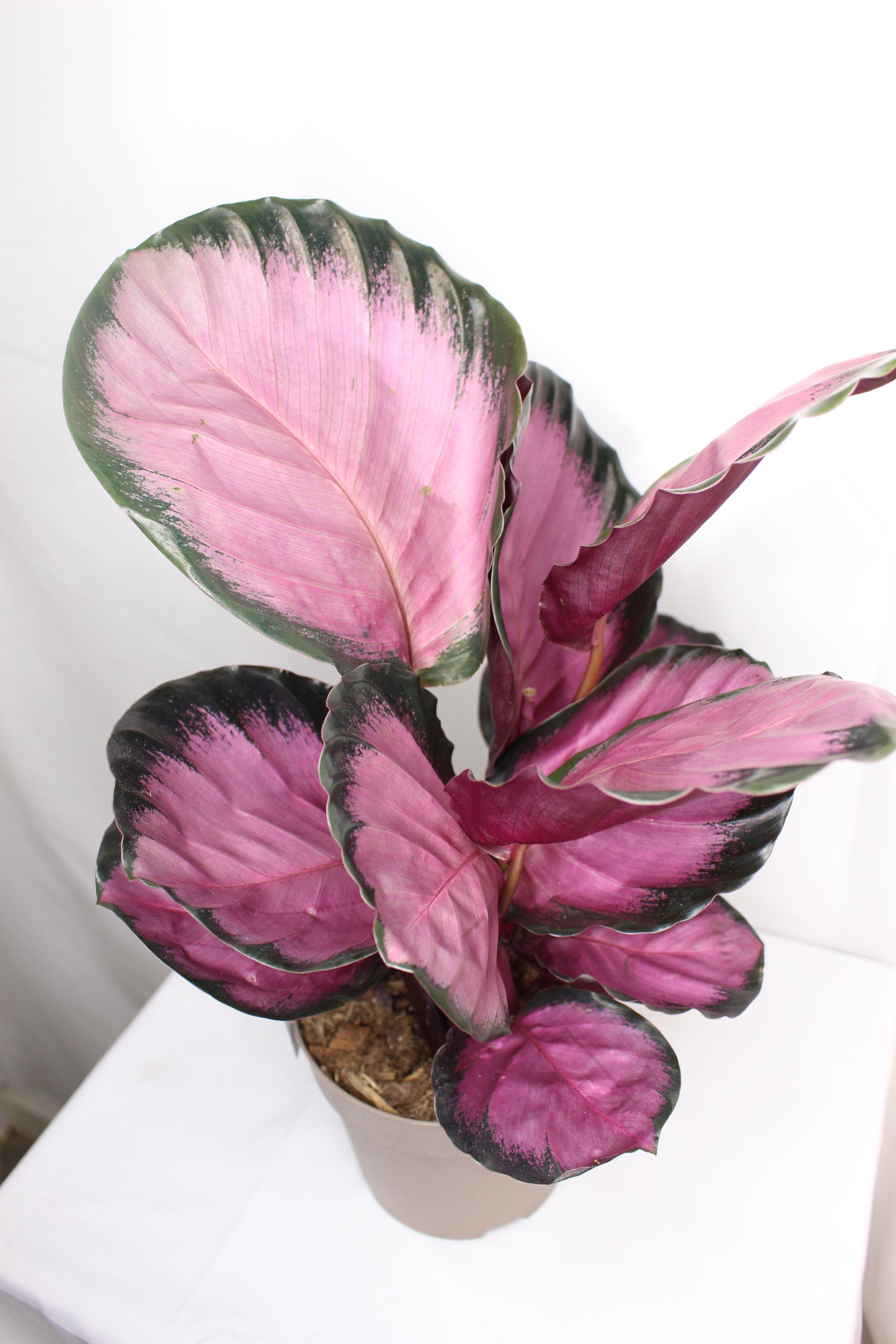 Calathea Roseopicta Rosy