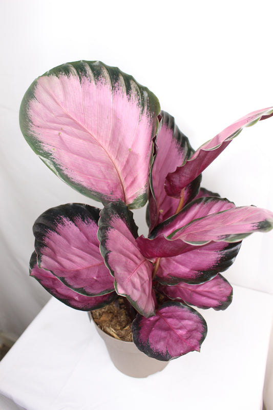 Calathea Roseopicta Rosy