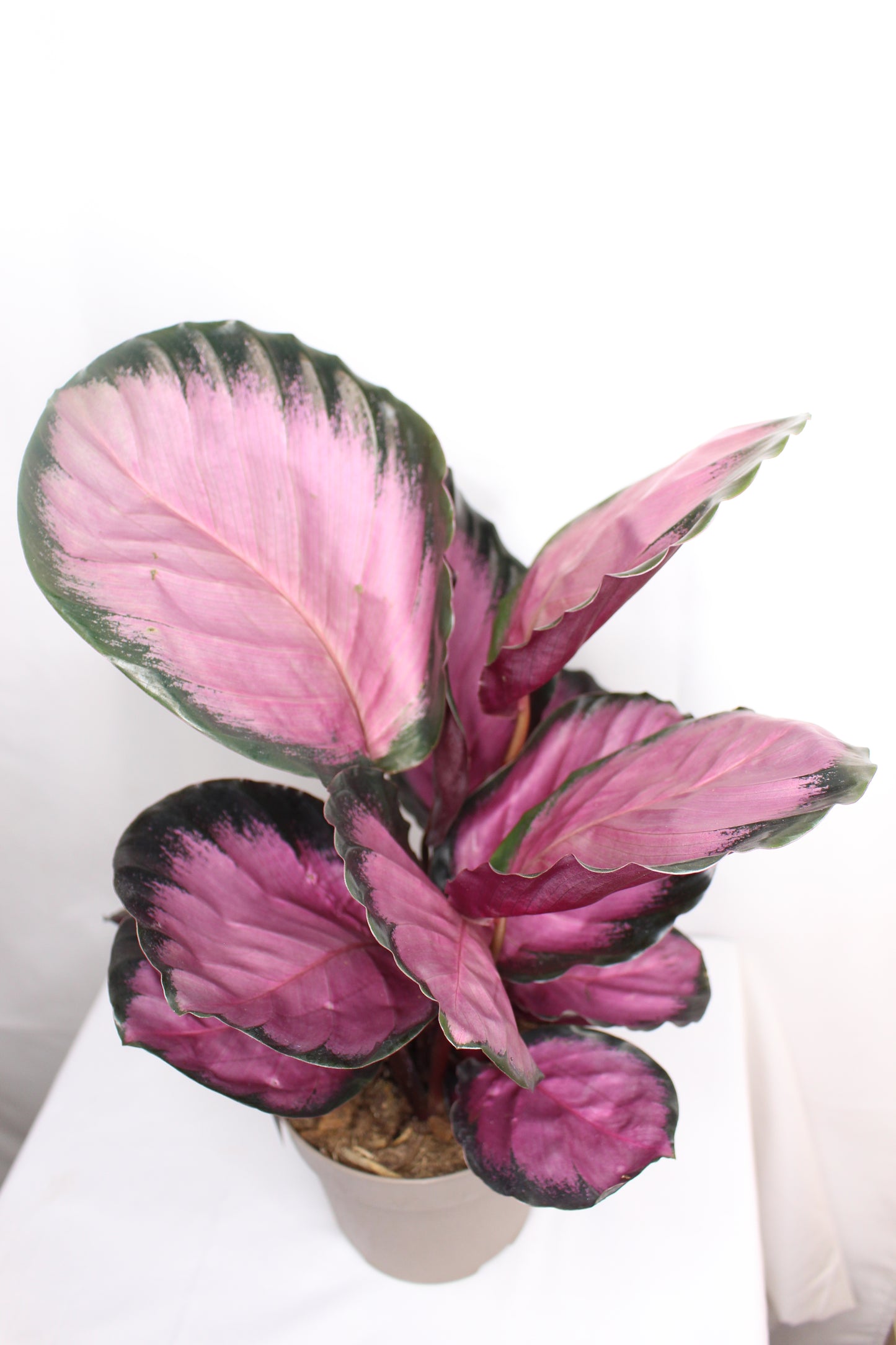 Calathea Roseopicta Rosy