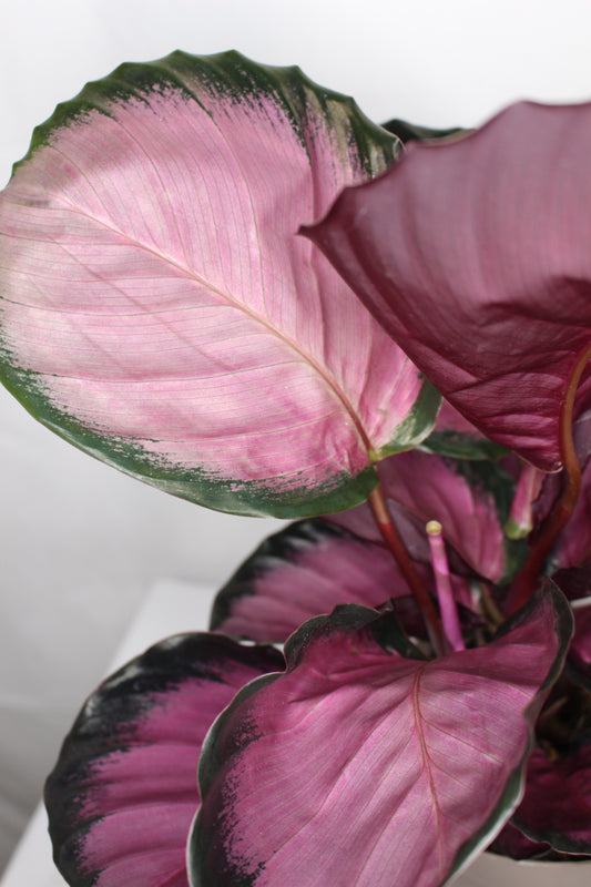 Calathea Roseopicta Rosy