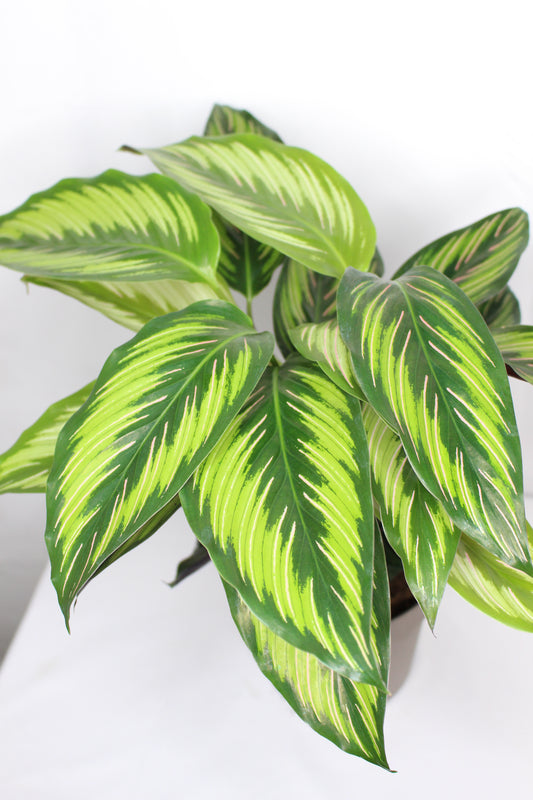 Calathea Beauty Star