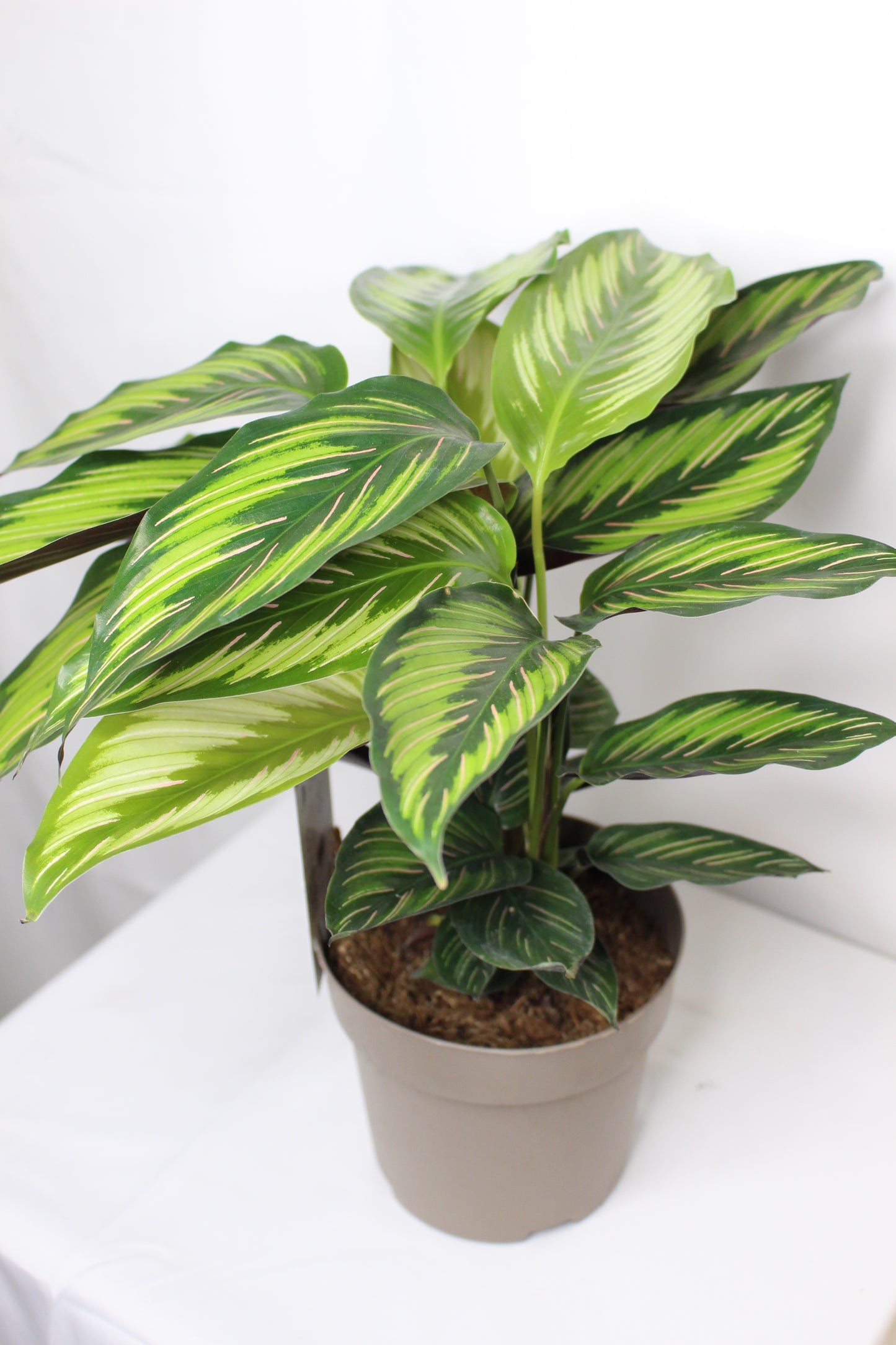 Calathea Beauty Star