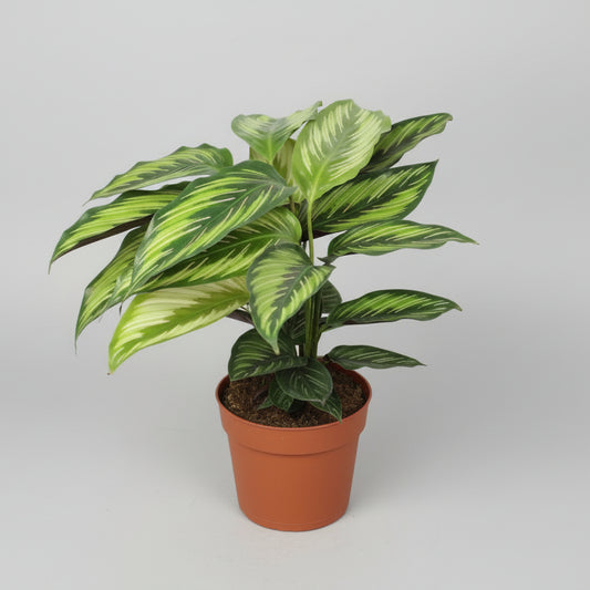 calathea beauty star en maceta
