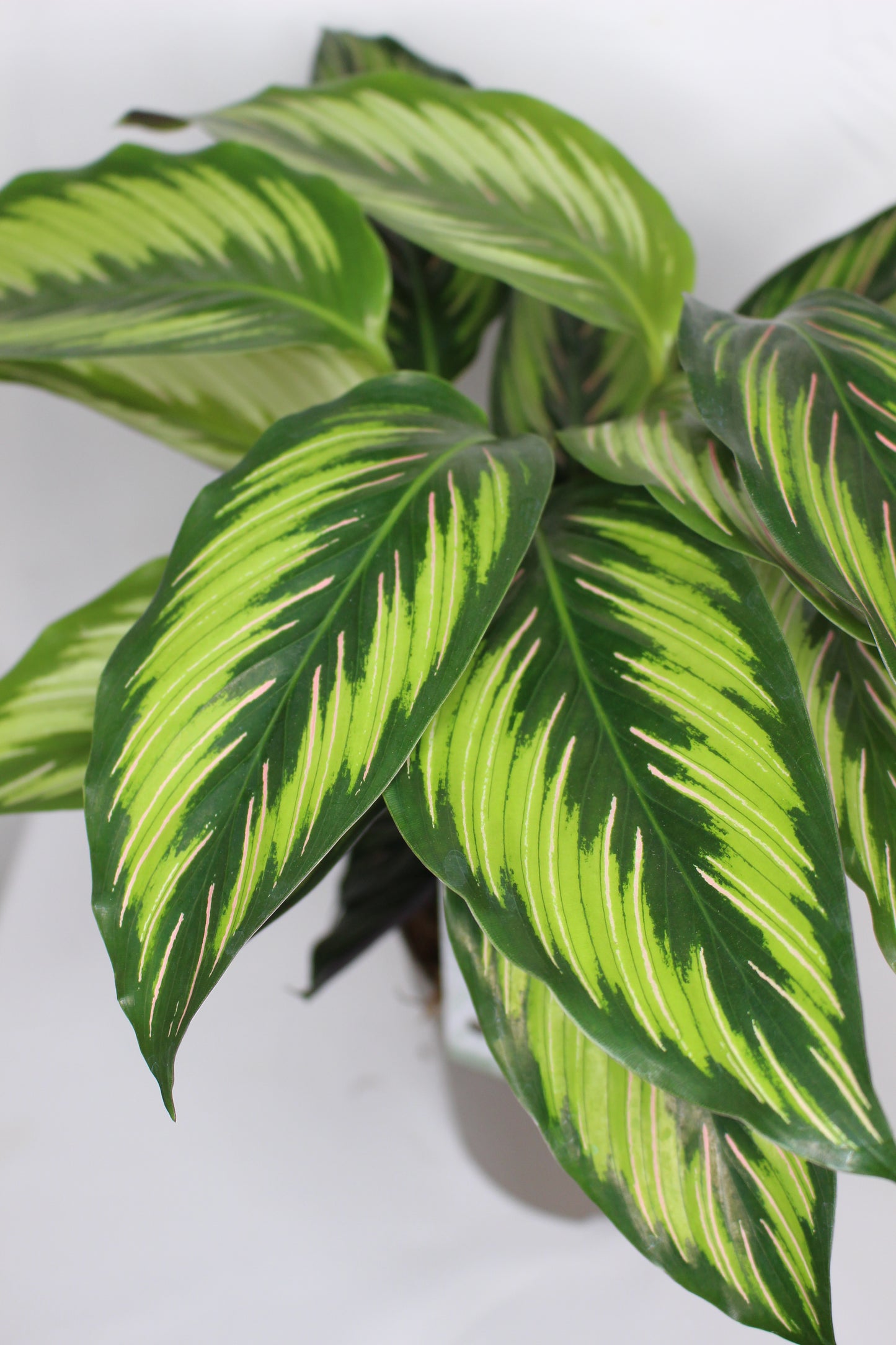 Calathea Beauty Star