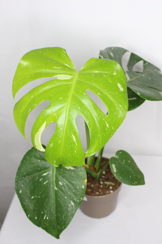 Monstera Thai Constellation