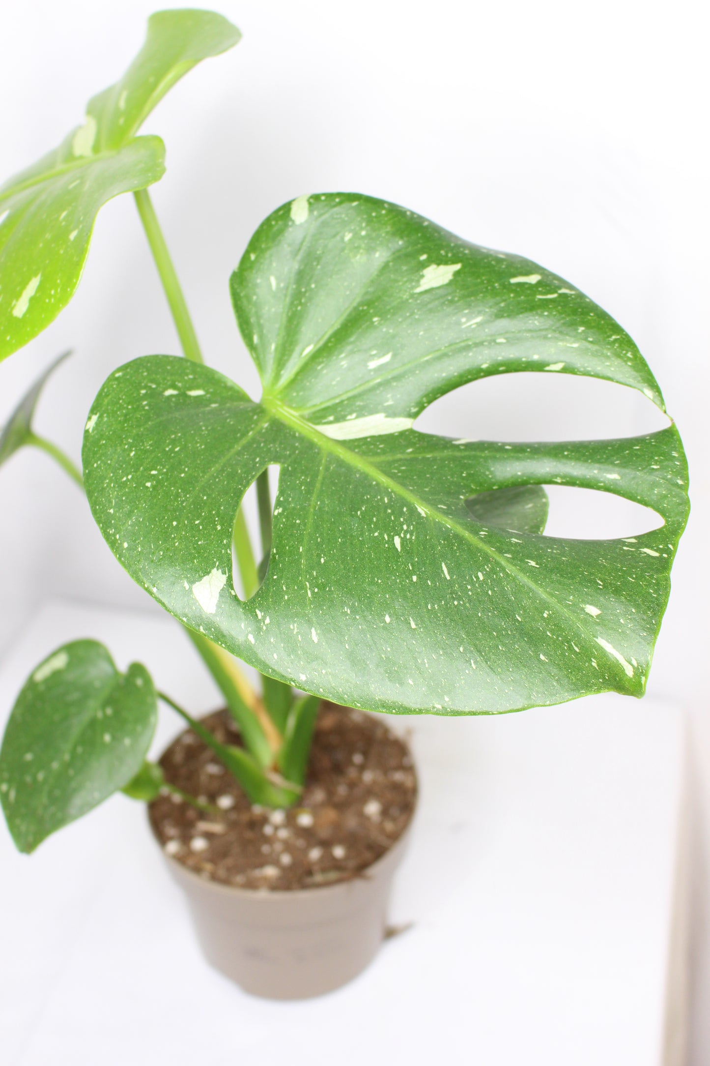 Monstera Thai Constellation