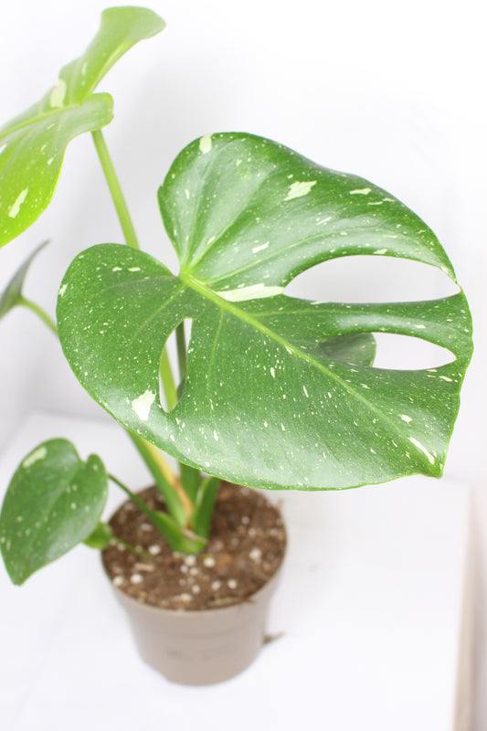 Monstera Thai Constellation
