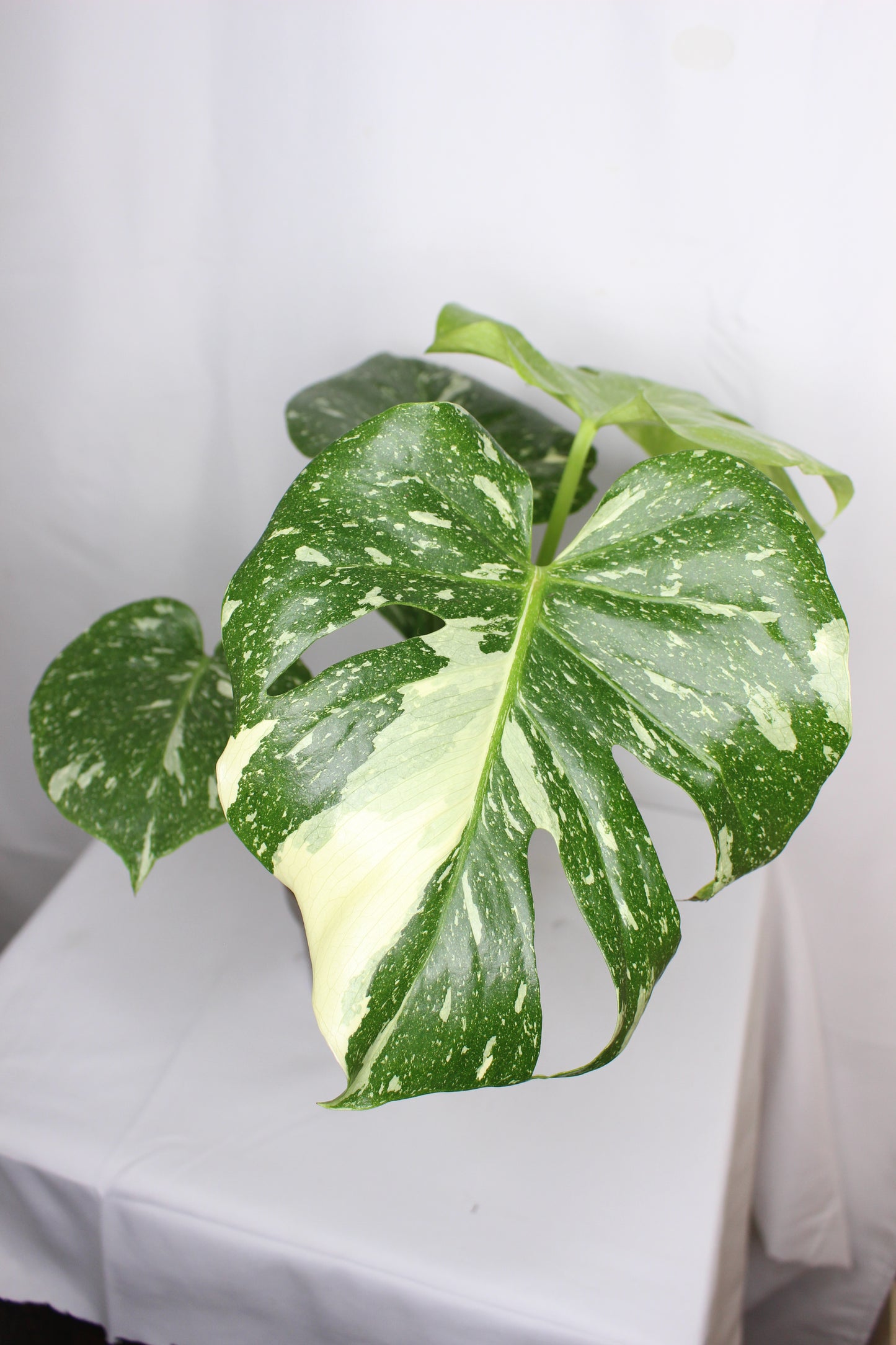 Monstera Thai Constellation