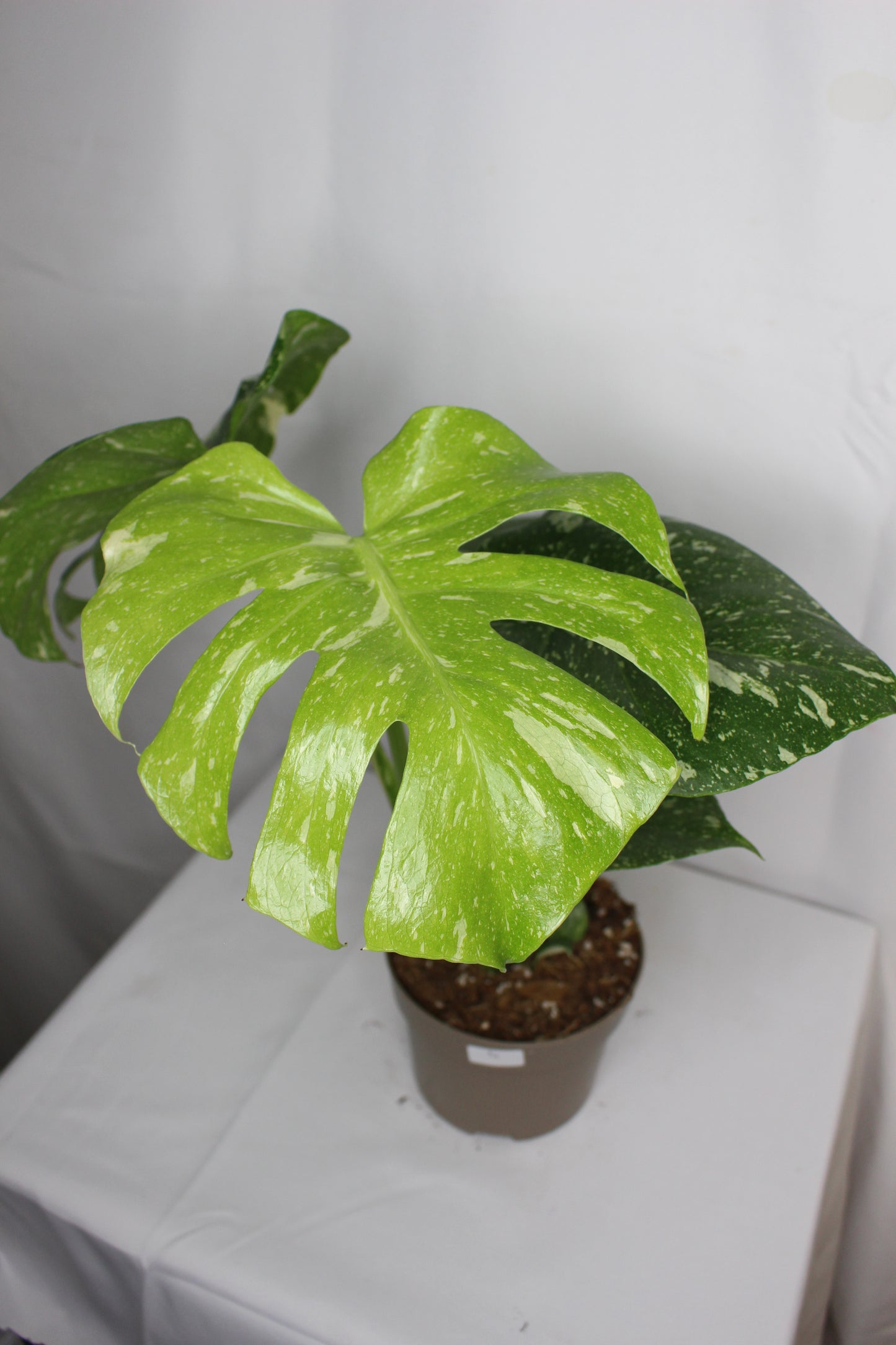 Monstera Thai Constellation