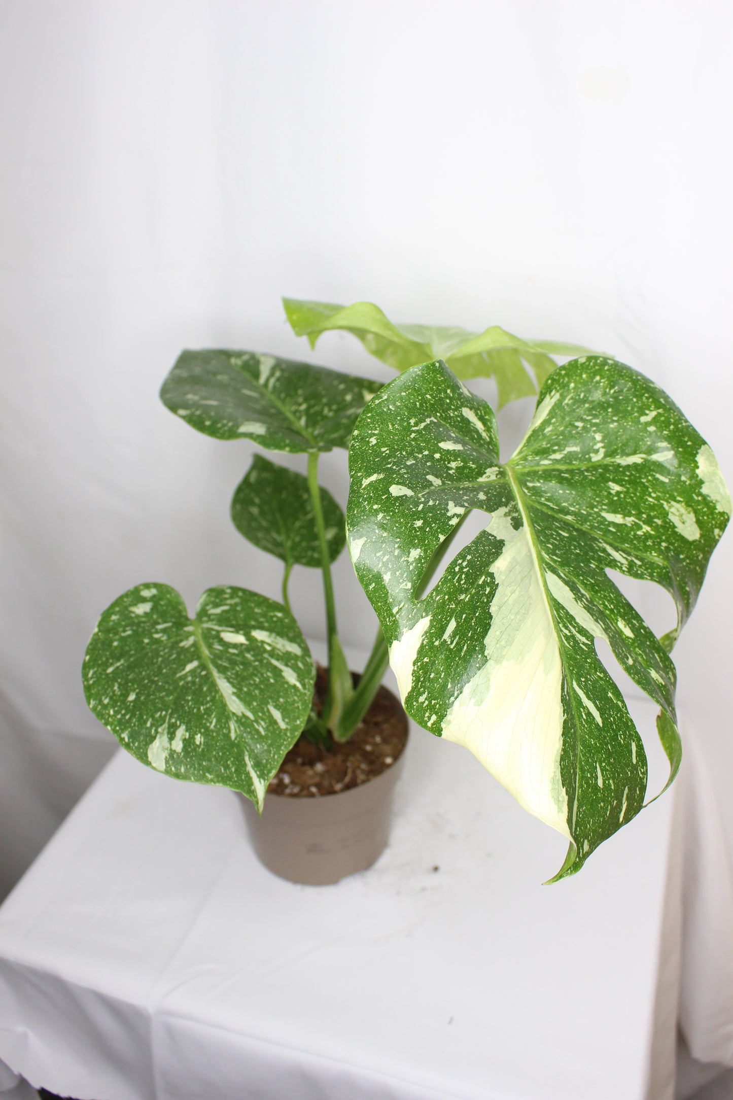 Monstera Thai Constellation