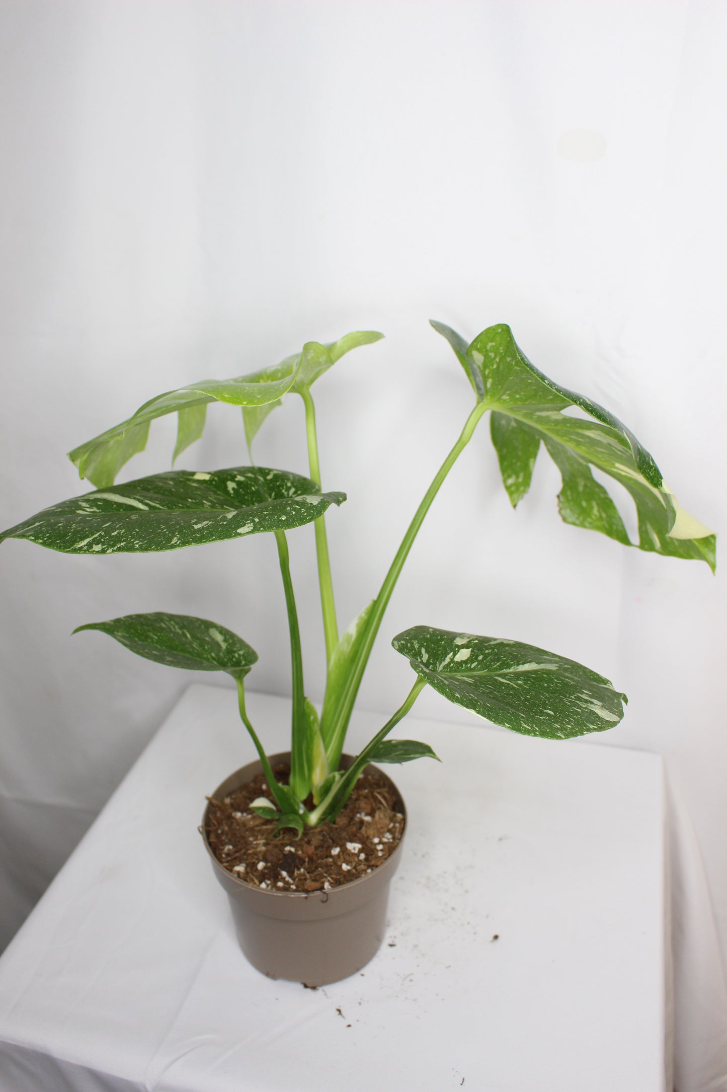 Monstera Thai Constellation