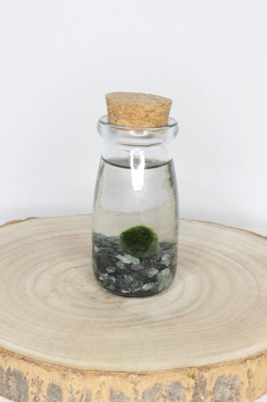 Marimo Mini Akan Gris