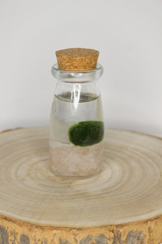 Marimo Mini Akan Cuarzo Rosa