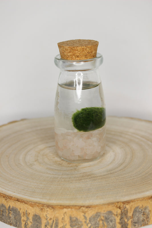 Marimo Mini Akan Cuarzo Rosa