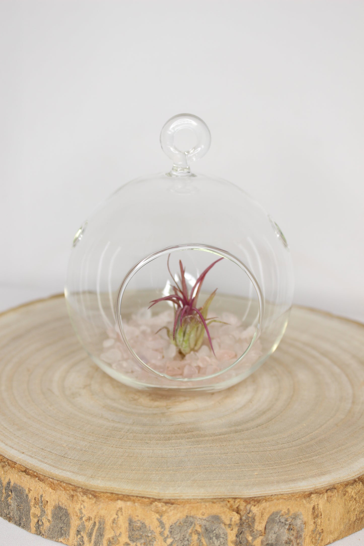 Tillandsia Terrario Cuarzo Rosa