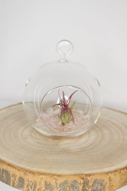 Tillandsia Terrario Cuarzo Rosa