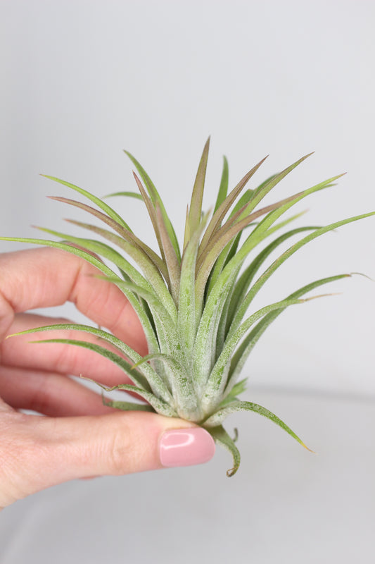 Tillandsia Ionantha