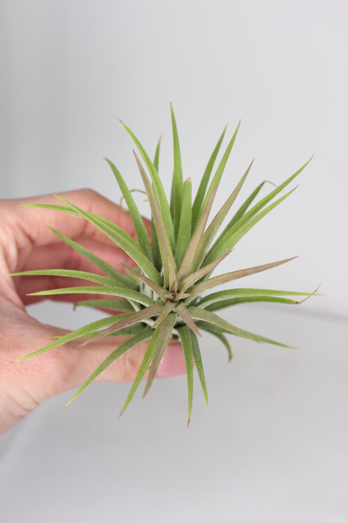 Tillandsia Ionantha